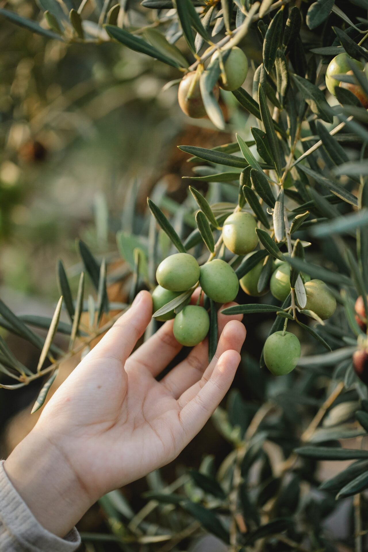 We believe in the strong connection between the Vegan Mediterranean Diet and sustainability